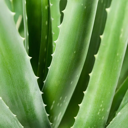 Nahaufnahme frischer grüner Aloe-Vera-Blätter als pflanzlicher Inhaltsstoff der Aurodhea Nachtcreme
