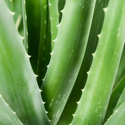 AL07B Bio Intim-Waschlotion – Aloe Vera Nahaufnahme, Hauptwirkstoff für sanfte Reinigung und Heilung