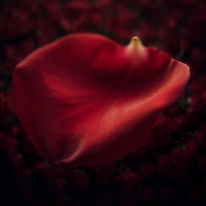 Rotes Rosenblatt als visuelle Darstellung der floralen Duftnoten der Cooperativa Profumieri ROSÉA Duftkerze