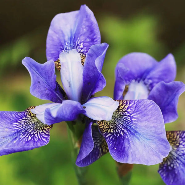 Violette Irisblüte als Duftnote von Olfazeta Amphera Luxury Damenparfum