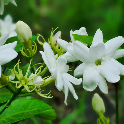 Weiße Blüten als florale Duftnote von Olfazeta Amphera Luxury Damenparfum