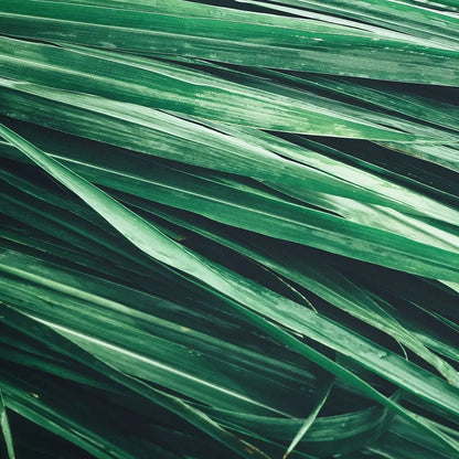 Grüne Blätter als natürliche Duftinspiration für Olfazeta Volt Luxury Herrenparfum
