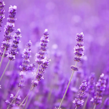 Lavendel als Duftinspiration für Olfazeta Volt Luxury Herrenparfum